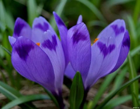 Фото цветок Крокус или Шафран (Crocus)