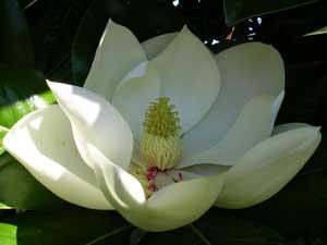 Фото цветок Магнолия (Magnolia)