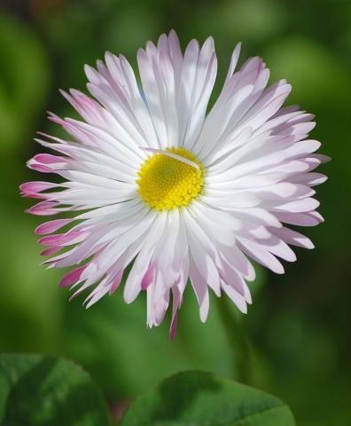 Фото цветок Маргаритка (Bellis perennis) 