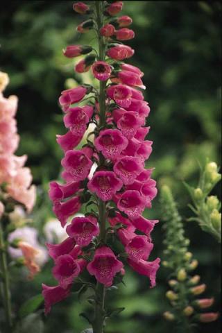 Фото цветок Наперстянка (Digitalis) 