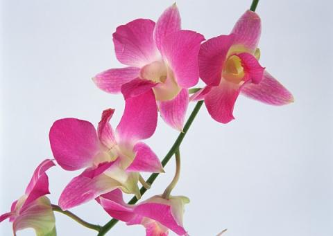 Фото цветов Орхидея (Orchidaceae)