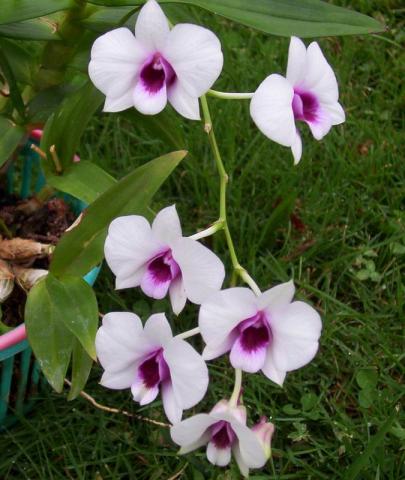 Фото цветов Орхидея (Orchidaceae)