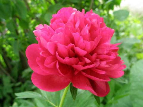 Фото цветок Пион (Paeonia) красный