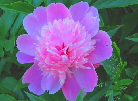 Фото цветок Пион (Paeonia) сиреневый