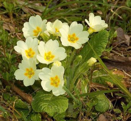 Примула бесстебельная, или обыкновенная (Primula acaulis, vulgaris)