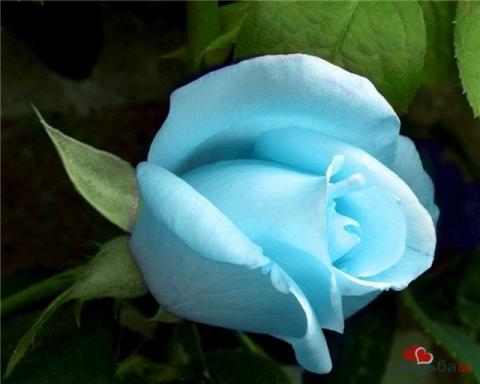 Роза голубая фото