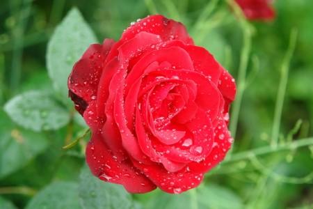 Роза красная садовая фото