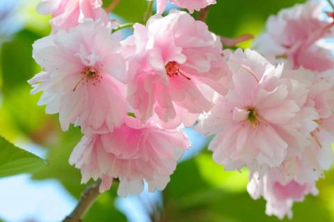 Цветы миндаля. Глядя на фотографию трогательных светло-розовых цветов, вспоминается слово «миндальничать» - быть чересчур нежным и трепетным