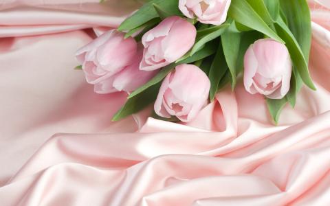 Тюльпаны цветы - обои на рабочий стол