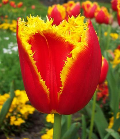 Фото цветок Тюльпан (Túlipa) красный махровый