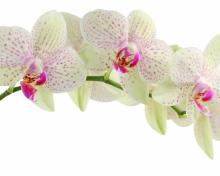 Орхидеи обои для рабочего стола