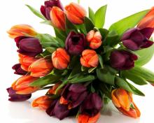 Тюльпаны цветы обои на рабочий стол