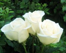 Розы обои цветы для рабочего стола