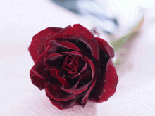 роза пурпурная