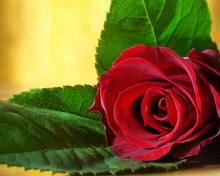 Розы обои цветы для рабочего стола