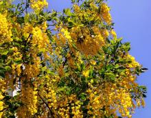 Акация желтая (caragana arborescens, карагана древовидная)