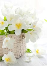 Белые тюльпаны фото