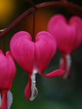Фото цветок Дицентра, или “разбитое сердце” (Dicentra)