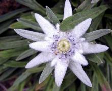 Фото цветок Эдельвейс (Edelweiss)
