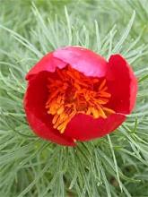 П Фото Цветов