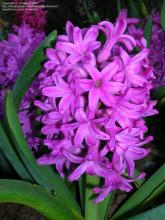 Фото цветок Гиацинт (Hyacinthus)