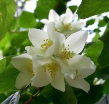 Фото цветок Жасмин (Jasminum) белый