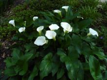 Фото цветок белый Калла (Calla) или Зантедехия (Zantedeschia)