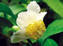 Фото цветок Камелия (Camellia) белая