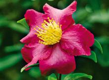 Фото цветок Камелия (Camellia) красная