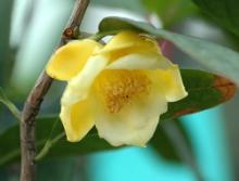 Фото цветок Камелия (Camellia) желтая