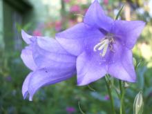 Фото цветок Колокольчик или Кампанула (Campanula)