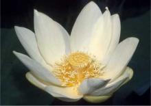 Фото цветок Лотос (Nelumbo) белый