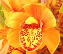 Картинка с самой непостоянной, изменчивой и прекрасной подданной царицы Флоры - бесподобной орхидеей