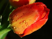 Фотография атласного бутона тюльпана