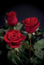 Роза красная фото