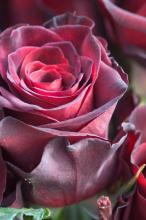 Роза пурпурная фото