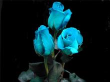 Роза синяя фото