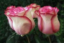 Роза розовая фото