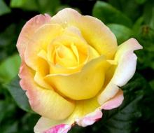 Пернецианские розы: роза Глория Дей