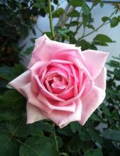Роза Ла Франс - Чайно-гибридные розы Hybrid Tea Roses