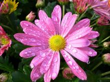 Неунывающая хризантема. Прелестный розовый цветок на живописной картинке стал Ещё краше и ярче под бодрящим осенним дождем.
