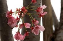 цветок сакуры фото