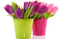 Тюльпаны цветы - обои на рабочий стол
