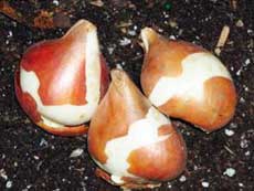 Луковицы для выращивания тюльпанов